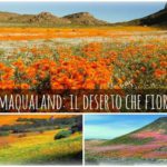 b2ap3_thumbnail_Namaqualand-il-deserto-che-fiorisce.jpg