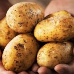 come coltivare patate