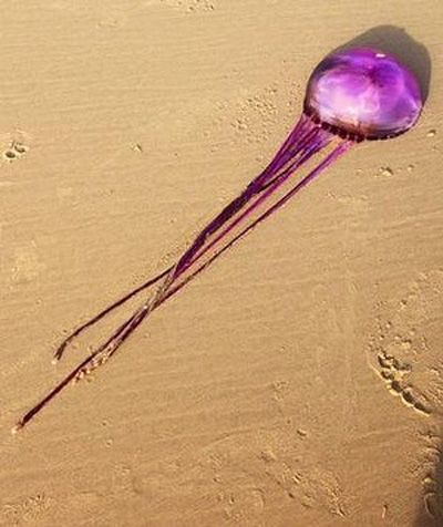 medusa viola 2