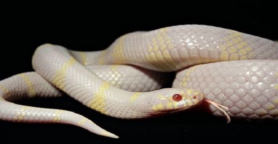 serpentio albini