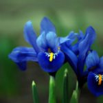 significato fiori iris