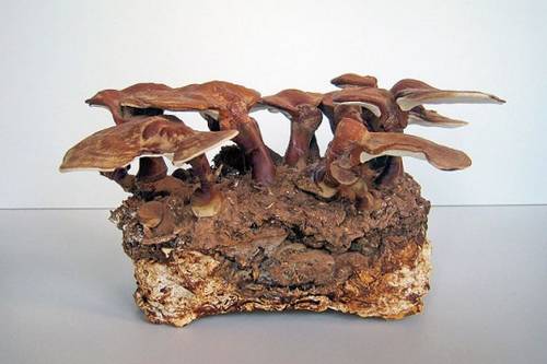 funghi mattoni 1