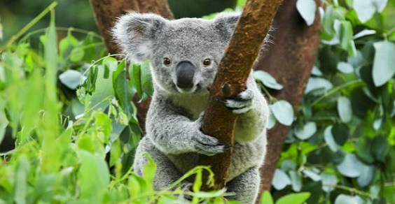 koala alberi