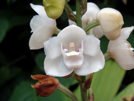 orchidea colomba 1