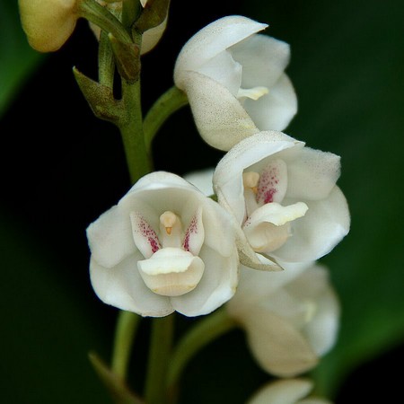 orchidea colomba 2