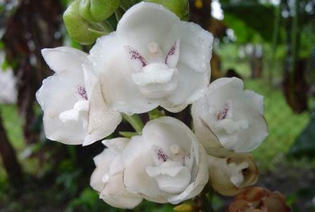orchidea colomba 3