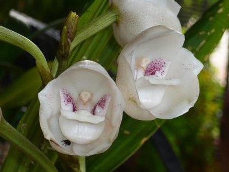 orchidea colomba 5