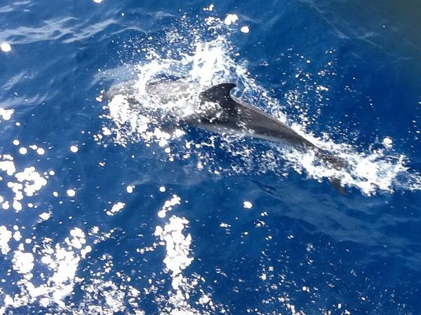 delfini santuario cetacei 2
