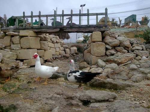ducks village