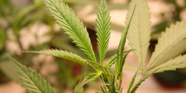 marijuana coltivare reato
