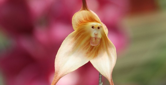 orchidea scimmia