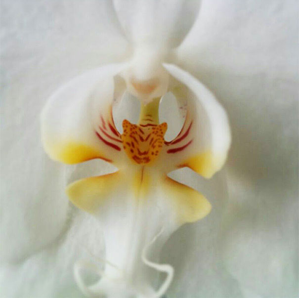 orchidea tigre