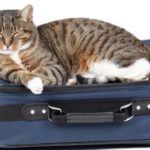viaggiare vacanze gatti