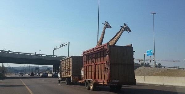 giraffa muore