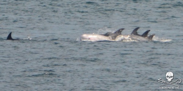 delfini 6