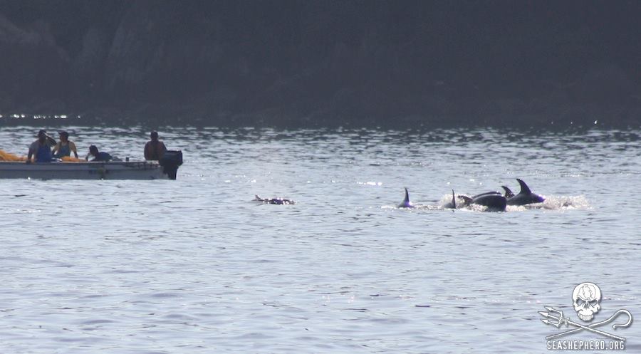 delfini uccisi 2014 2