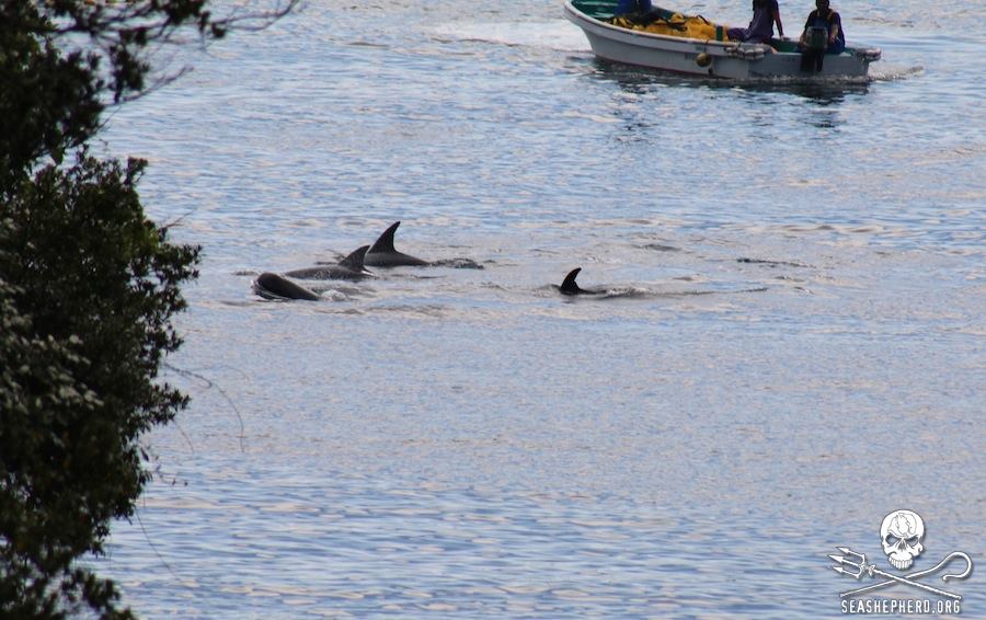 delfini uccisi 2014 3