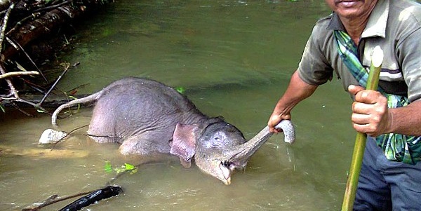 sumatra elefanti
