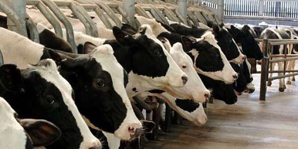 allevamenti mucche latte farmaci