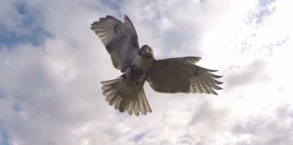 falco drone