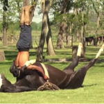 horse yoga
