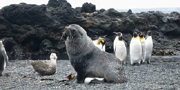 foche pinguini