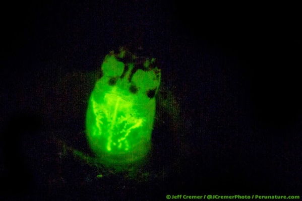 Small Glow Worm