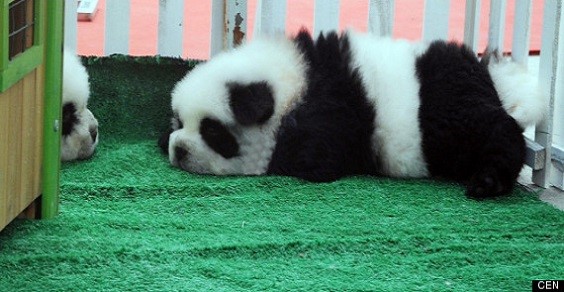 cani-panda