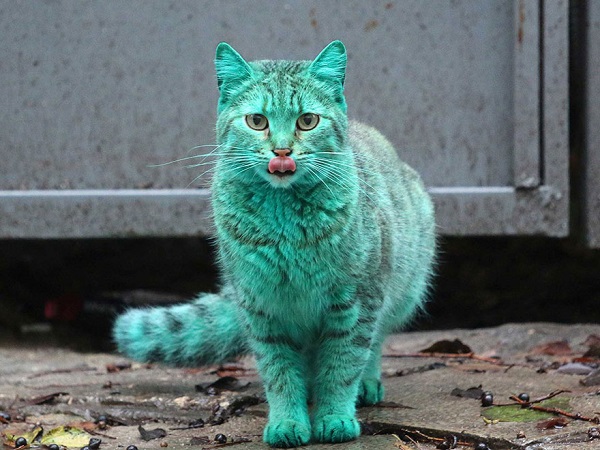 green-cat-varna-bulgaria-