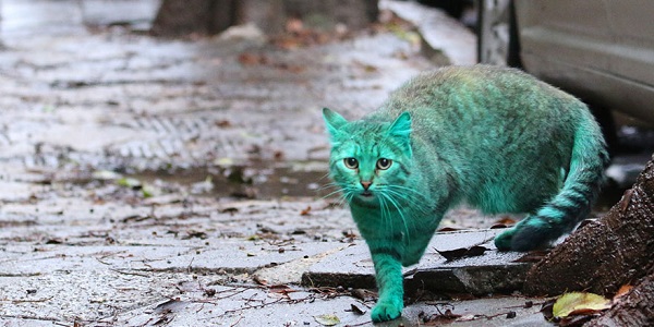green-cat-varna-bulgaria-3