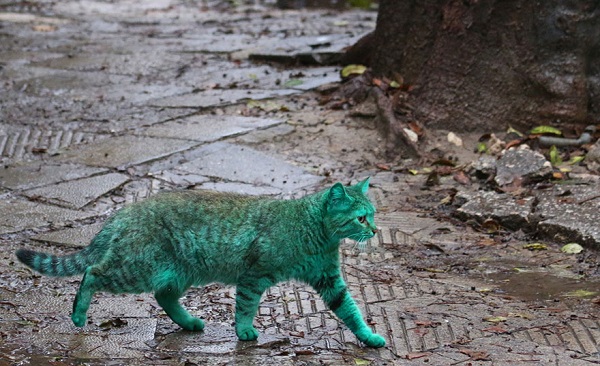 green-cat-varna-bulgaria-4