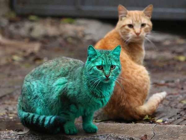 green-cat-varna-bulgaria2