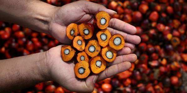 olio di palma oli vegetali etichette alimentari
