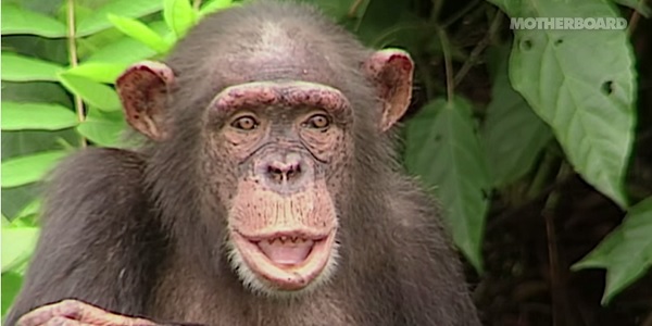 scimpanze2
