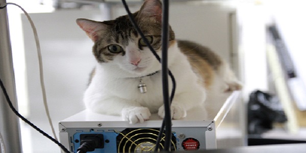 cat-computer-box