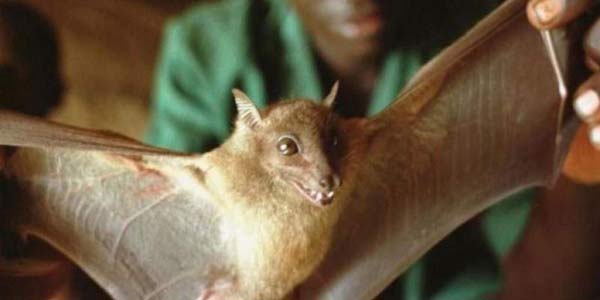 pipistrelli-ebola