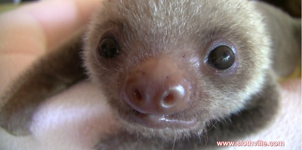 sloth magic