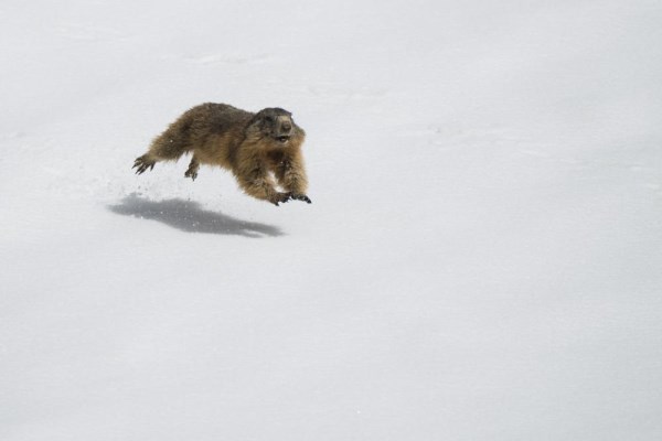 Marmotta nella neve