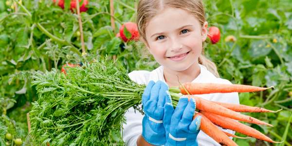 come coltivare le carote