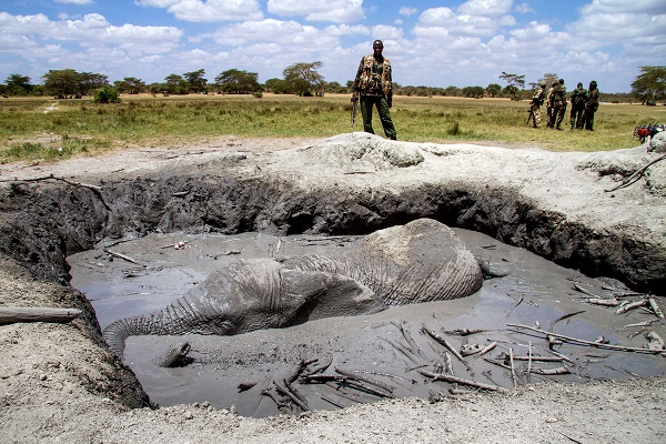 elefante fango
