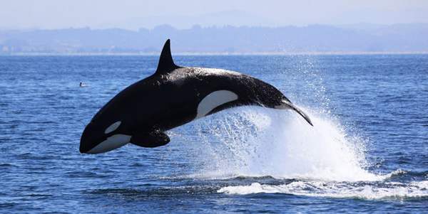 orche menopausa