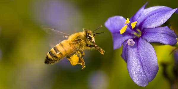 api monitoraggio ambientale veneto
