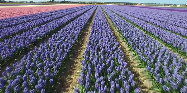 fiori olanda
