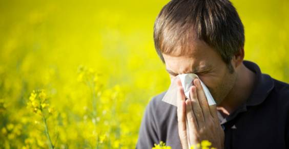 allergia pollini graminacee