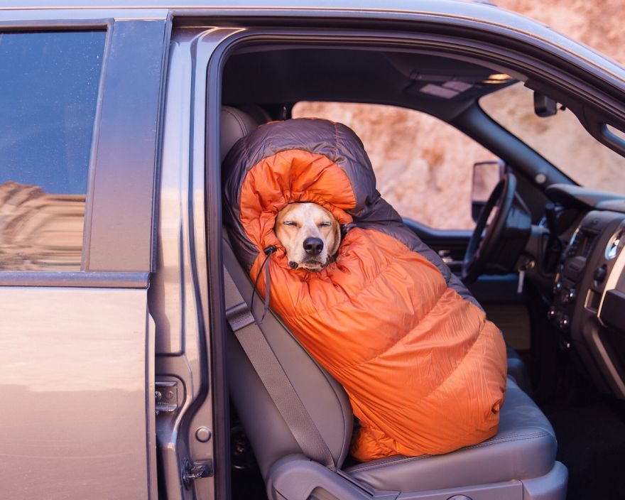 dog-traveling