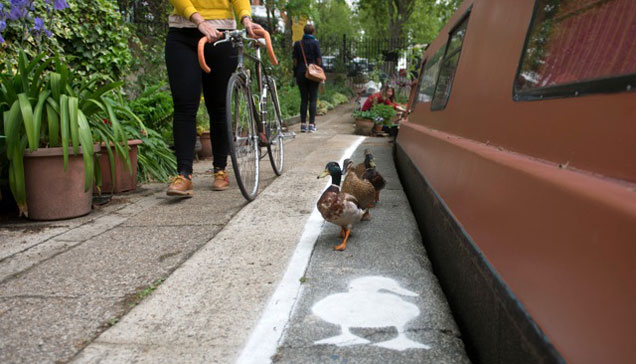 duck lane
