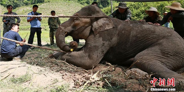 elefante fango india 4