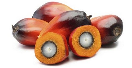 olio di palma report