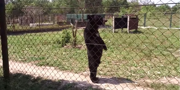 orso in piedi