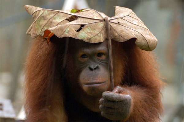 1. animali ombrelli